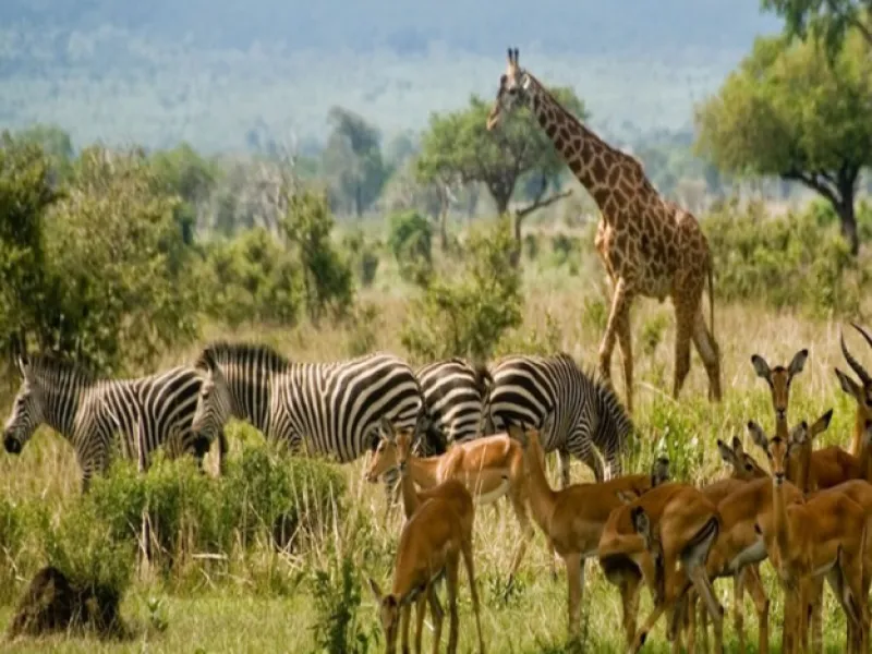 5 Days / 4 Nights Safari