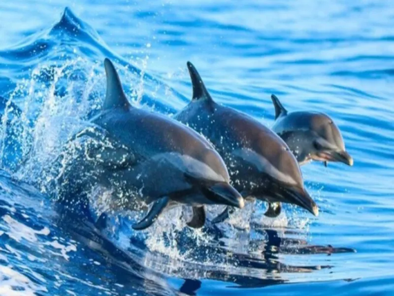 Kizimkazi Dophin tour